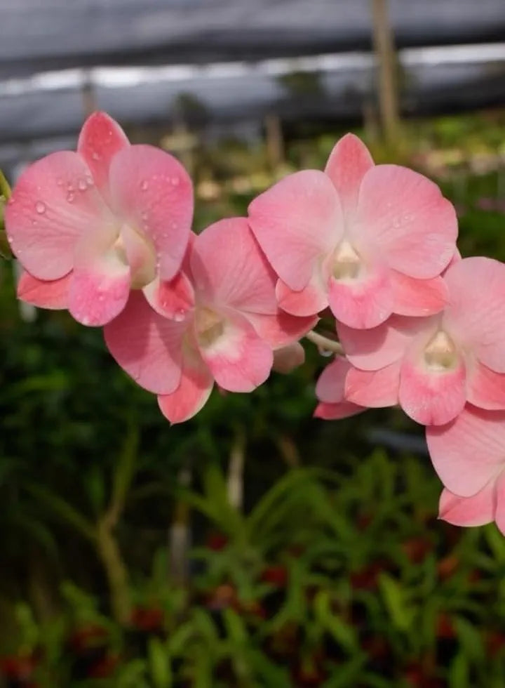 Dendorobium Visa Peach  Hybrid Orchid Plant