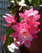 Epiphyllum Pink &; Purple Combo Plant