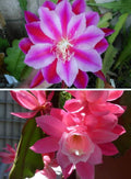 Epiphyllum Pink &; Purple Combo Plant