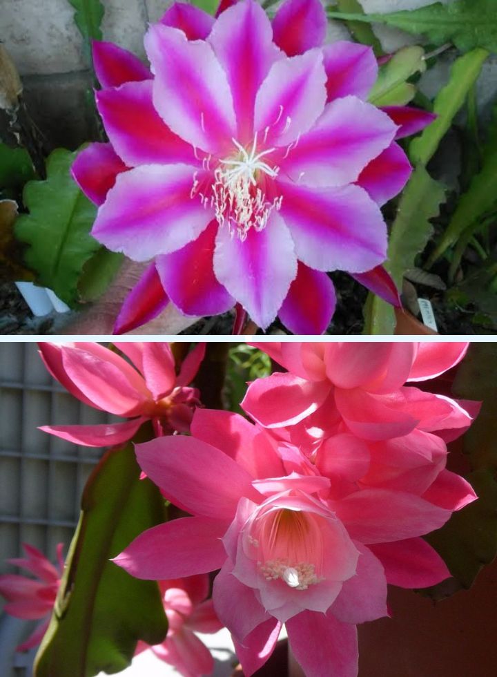 Epiphyllum Pink &; Purple Combo Plant