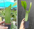 Epiphyllum Pink &; Purple Combo Plant