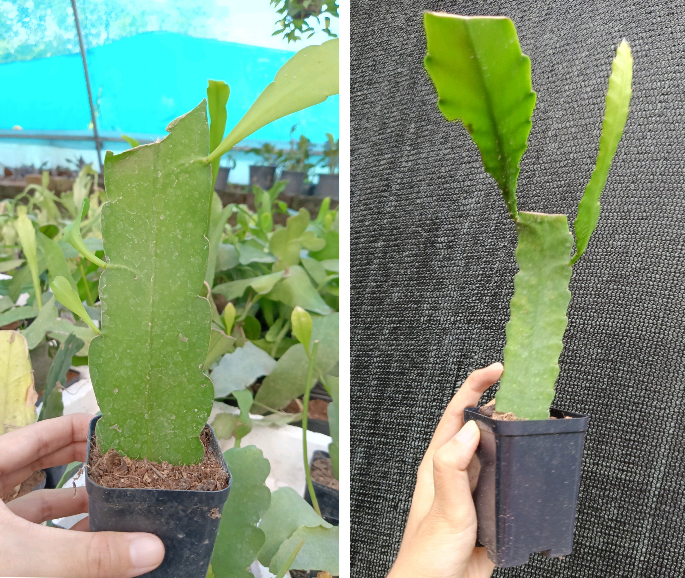 Epiphyllum Pink &; Purple Combo Plant