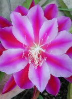 Epiphyllum Pink &; Purple Combo Plant