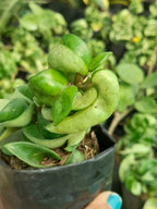 Hoya Hindu Rope  Plant