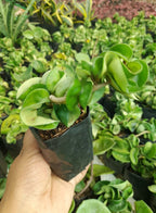 Hoya Hindu Rope  Plant