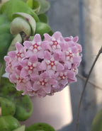 Hoya Hindu Rope  Plant