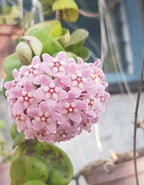 Hoya Hindu Rope  Plant
