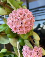 Hoya Hindu Rope  Plant