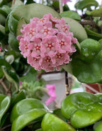 Hoya Hindu Rope  Plant