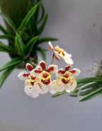Tolumnia Jairak Firm Spotty Orchid Plant