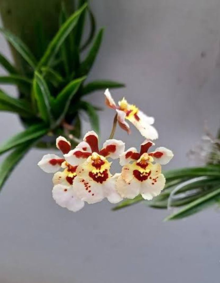 Tolumnia Jairak Firm Spotty Orchid Plant
