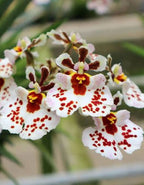 Tolumnia Jairak Firm Spotty Orchid Plant
