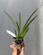 Tolumnia Jairak Firm Spotty Orchid Plant