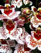 Tolumnia Jairak Firm Spotty Orchid Plant