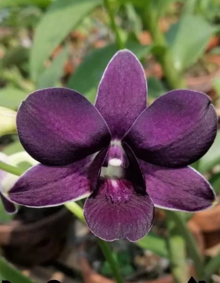 Dendrobiom Airway Blue Hybrid Orchid Plant