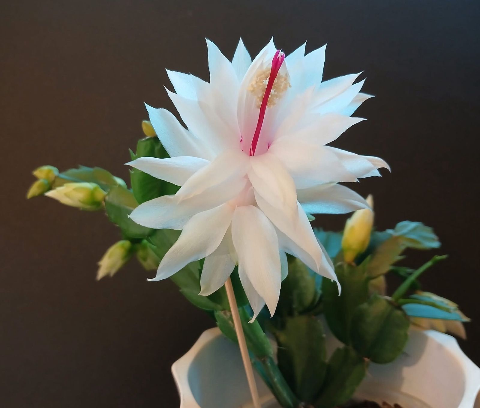 Christmas Cactus 4 Combo - Pink,Red, White, Purple Plant