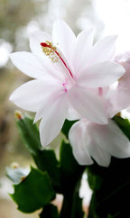 Christmas Cactus White Plant