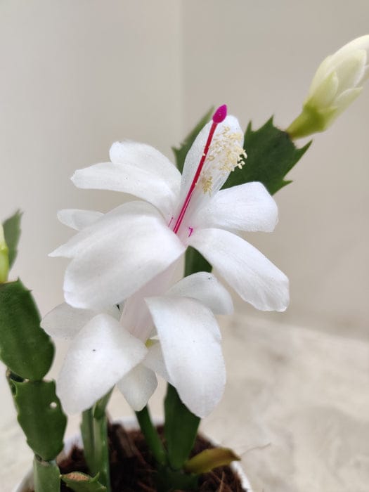 Christmas Cactus White Plant