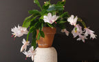 Christmas Cactus White Plant