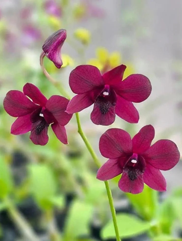 Dendrobium Supernova Red  Hybrid Orchid Plant