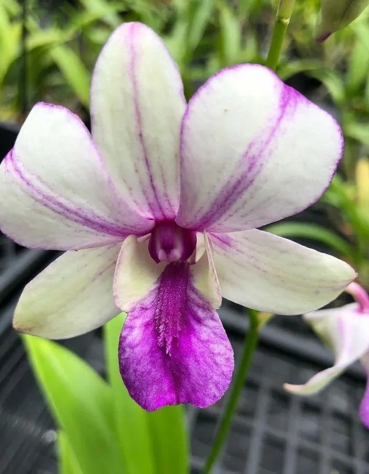 Dendrobium Popeye Hybrid Orchid Plant