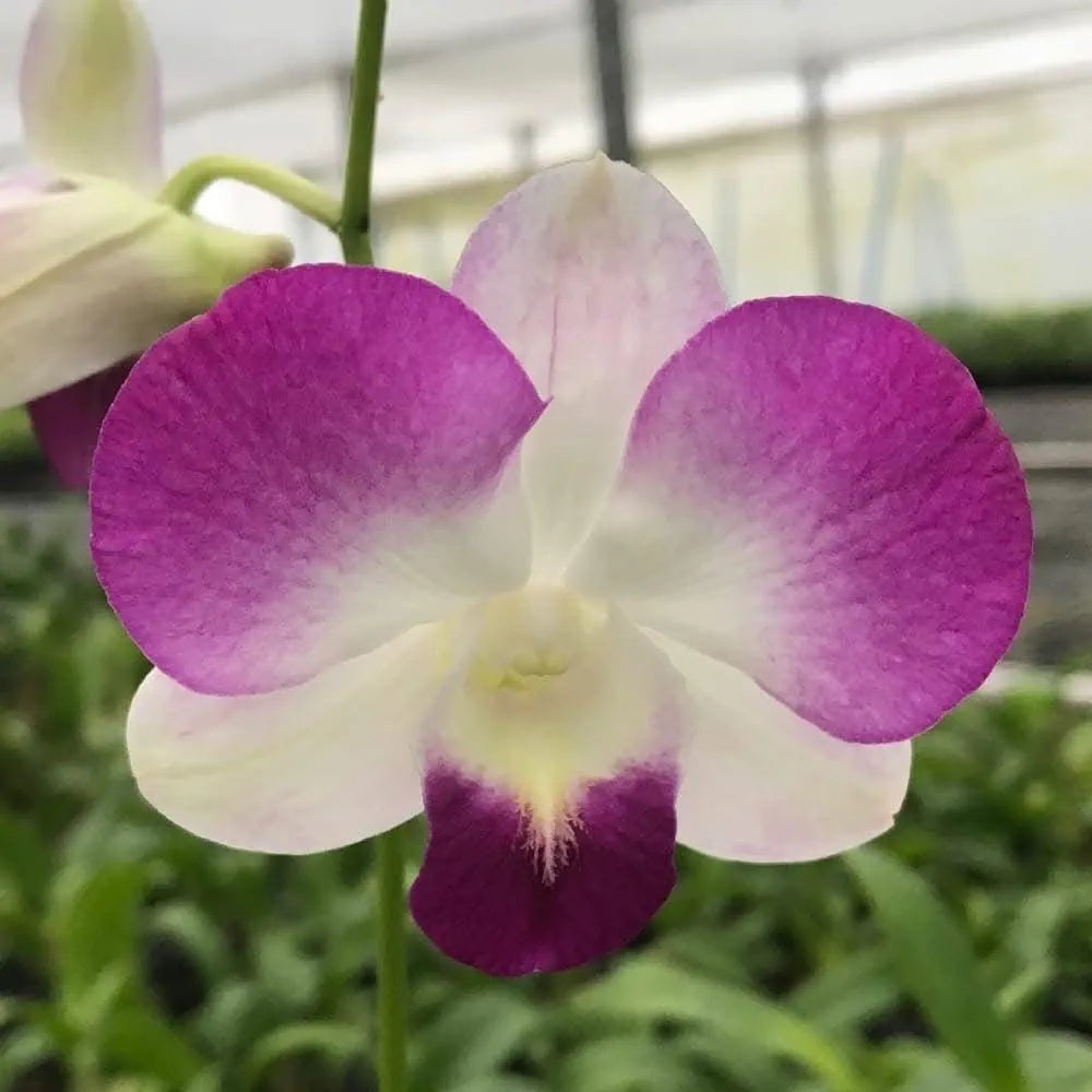 Dendrobiom Airy Diamond Hybrid Orchid Plant