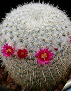Mammillaria Albilanata Cactus Plant