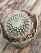 Mammillaria Albilanata Cactus Plant