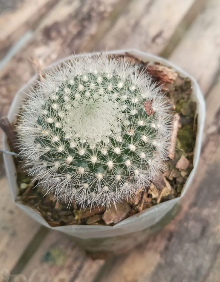 Mammillaria Albilanata Cactus Plant