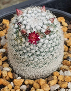 Mammillaria Albilanata Cactus Plant