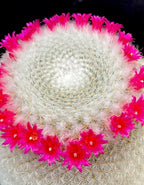 Mammillaria Albilanata Cactus Plant