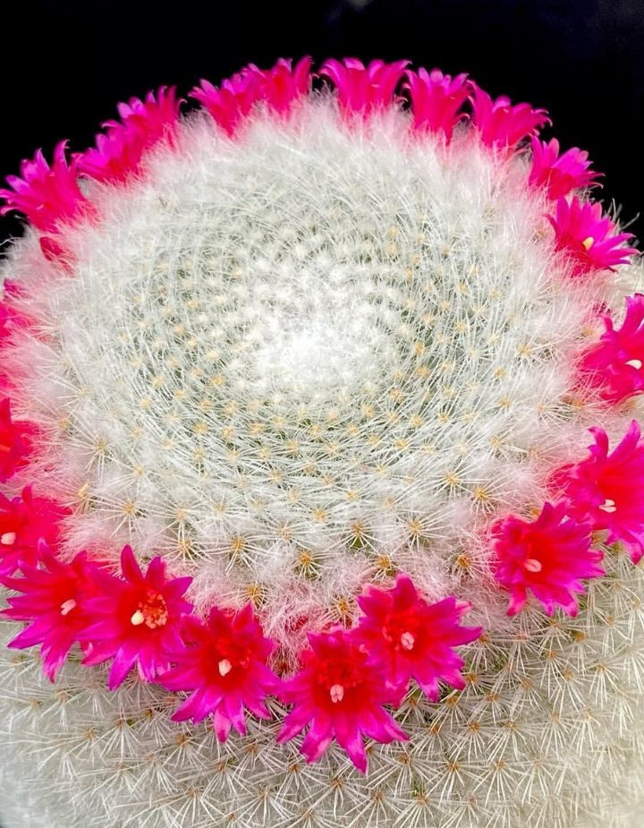 Mammillaria Albilanata Cactus Plant
