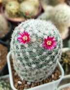 Mammillaria Albilanata Cactus Plant