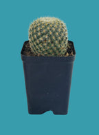 Mammillaria Albilanata Cactus Plant