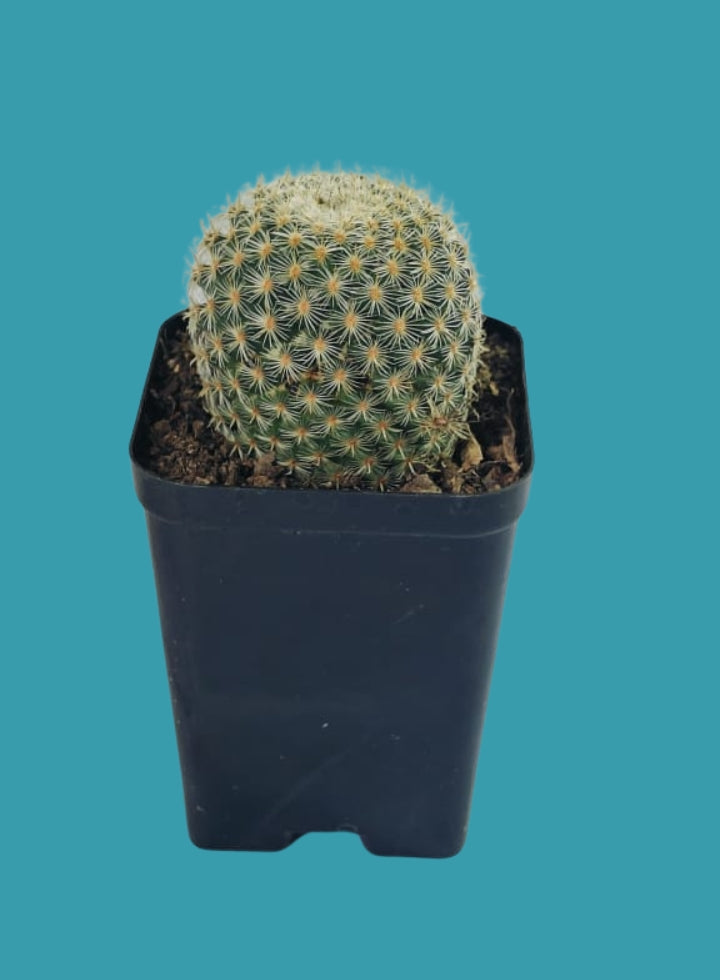 Mammillaria Albilanata Cactus Plant