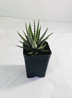 Haworthia Zebra Indoor Plant,
