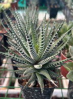 Haworthia Zebra Indoor Plant,