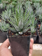 Haworthia Zebra Indoor Plant,
