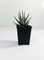 Haworthia Zebra Indoor Plant,
