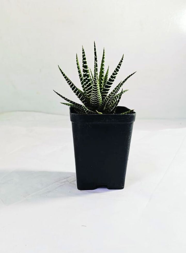 Haworthia Zebra Indoor Plant,
