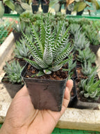 Haworthia Zebra Indoor Plant,