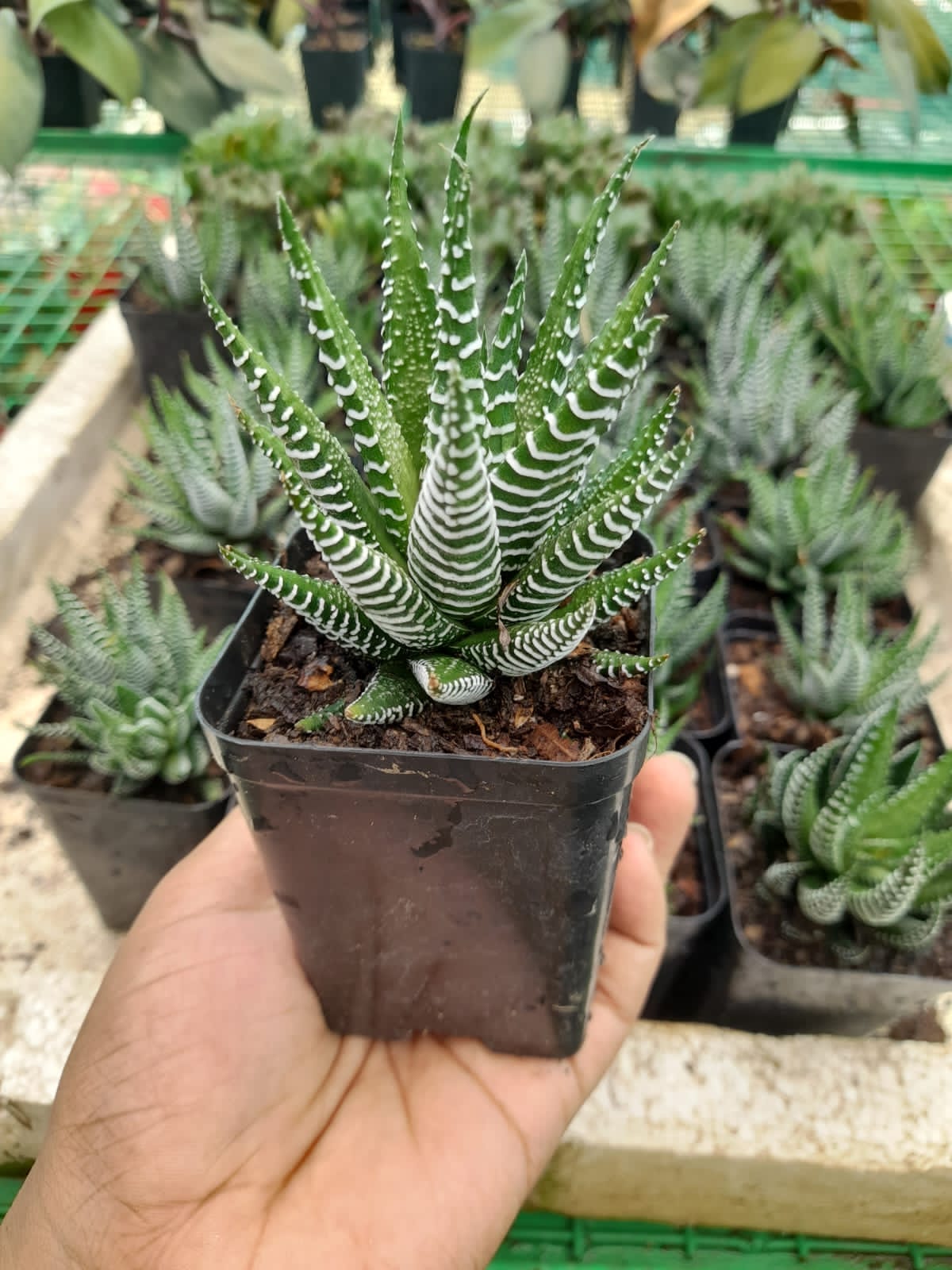 Haworthia Zebra Indoor Plant,