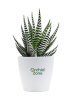 Haworthia Zebra Indoor Plant,