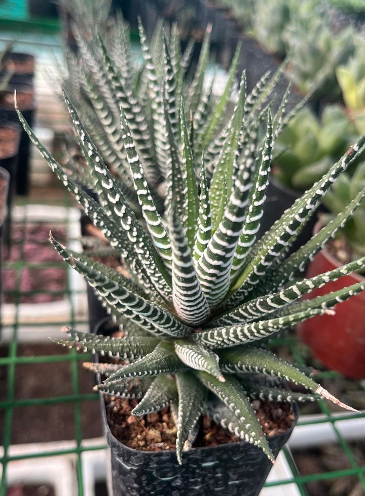 Haworthia Zebra Indoor Plant,