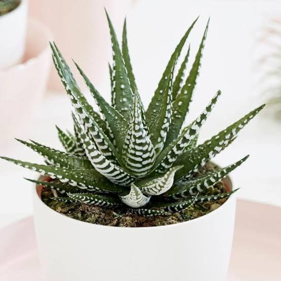 Haworthia Zebra Indoor Plant,