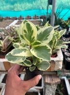 Peperomia Variegated Indoor Plant