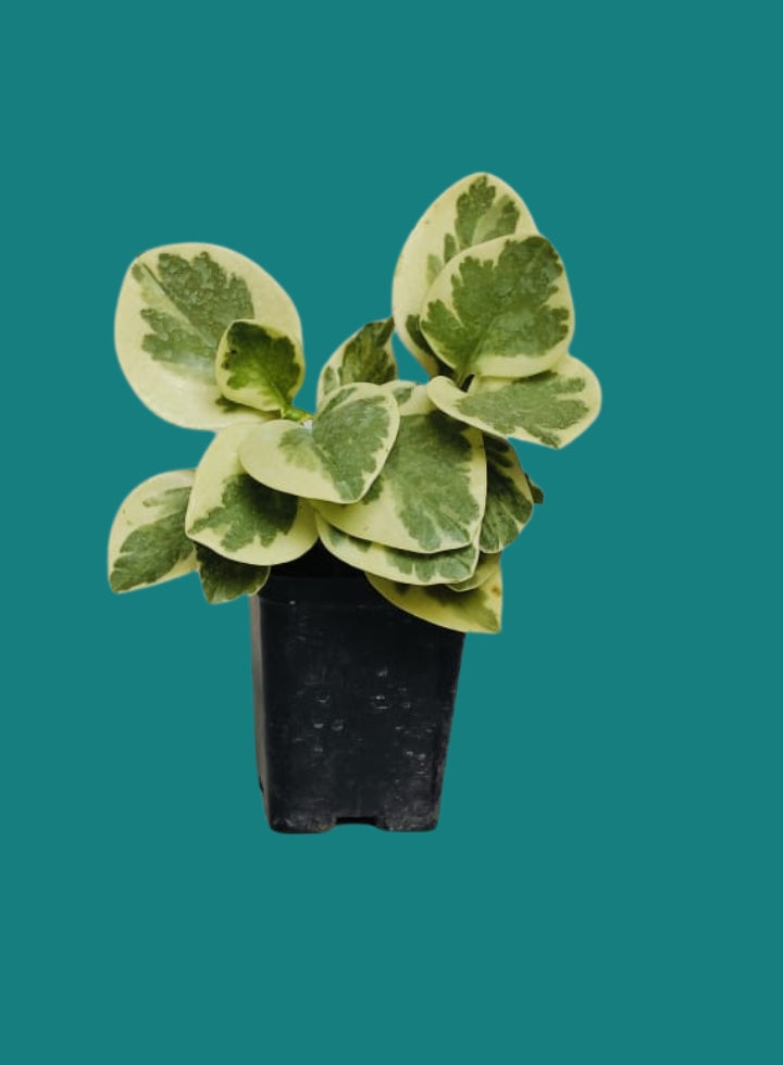 Peperomia Variegated Indoor Plant