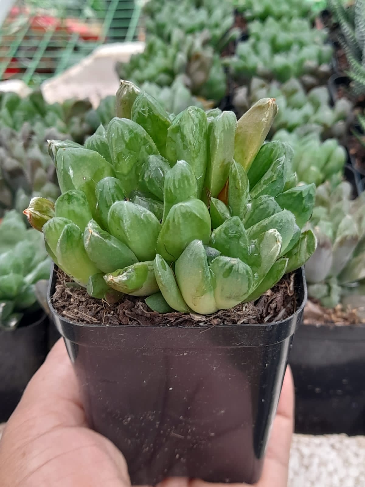 Haworthia Cooperi Silver Swirl Indoor Plant