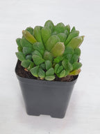 Haworthia Cooperi Silver Swirl Indoor Plant