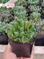Haworthia Cooperi Silver Swirl Indoor Plant